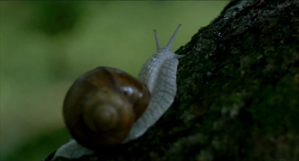 On War (2008) movie still: closeup — A snail moves slowly along the rugged, mossy bark of an aged tree trunk. The background is a soft, out-of-focus…