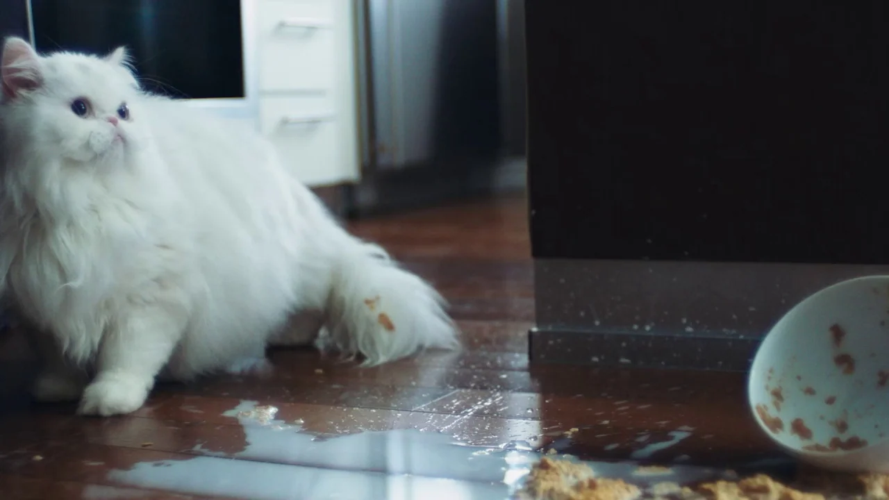 Collective: Unconscious (2016) movie still: medium — A hardwood floor is covered in a large puddle of spilled milk and debris. A white fluffy cat…