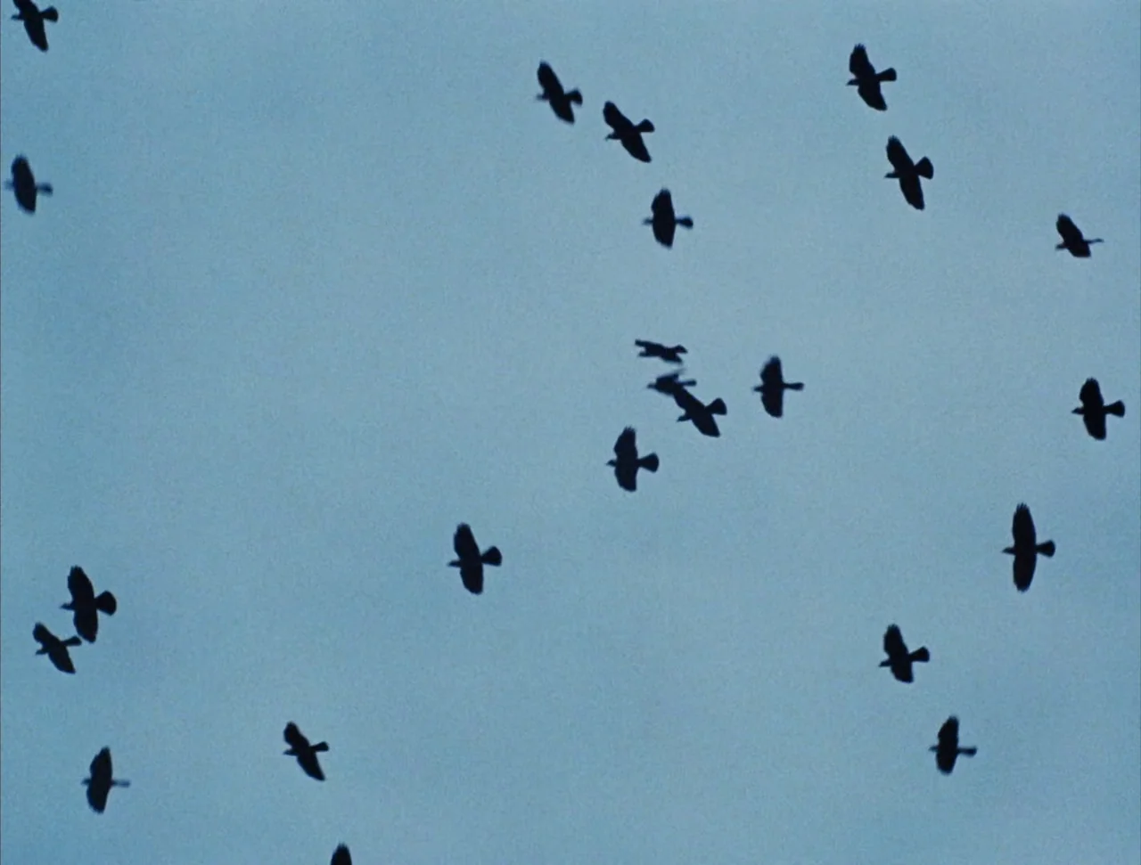 Christ Stopped at Eboli (1979) movie still: establishing — An expanse of blue sky filled with a scattering of birds in flight. The birds appear as…