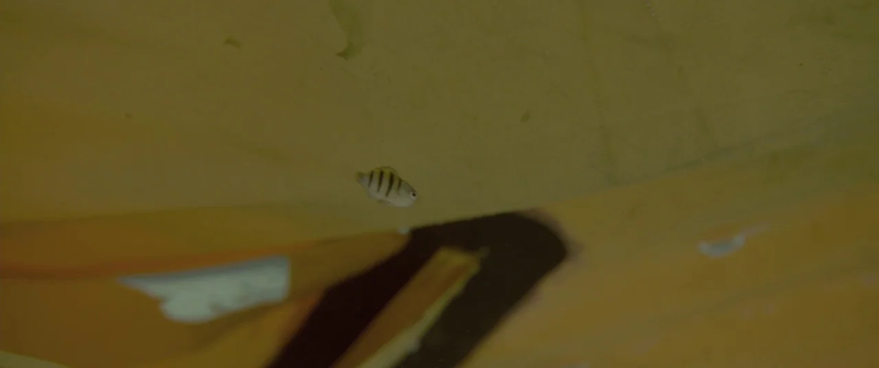 All Is Lost (2013) movie still: wide — A small striped fish swims near the yellow hull of a submerged boat. The water is murky and tinted with…