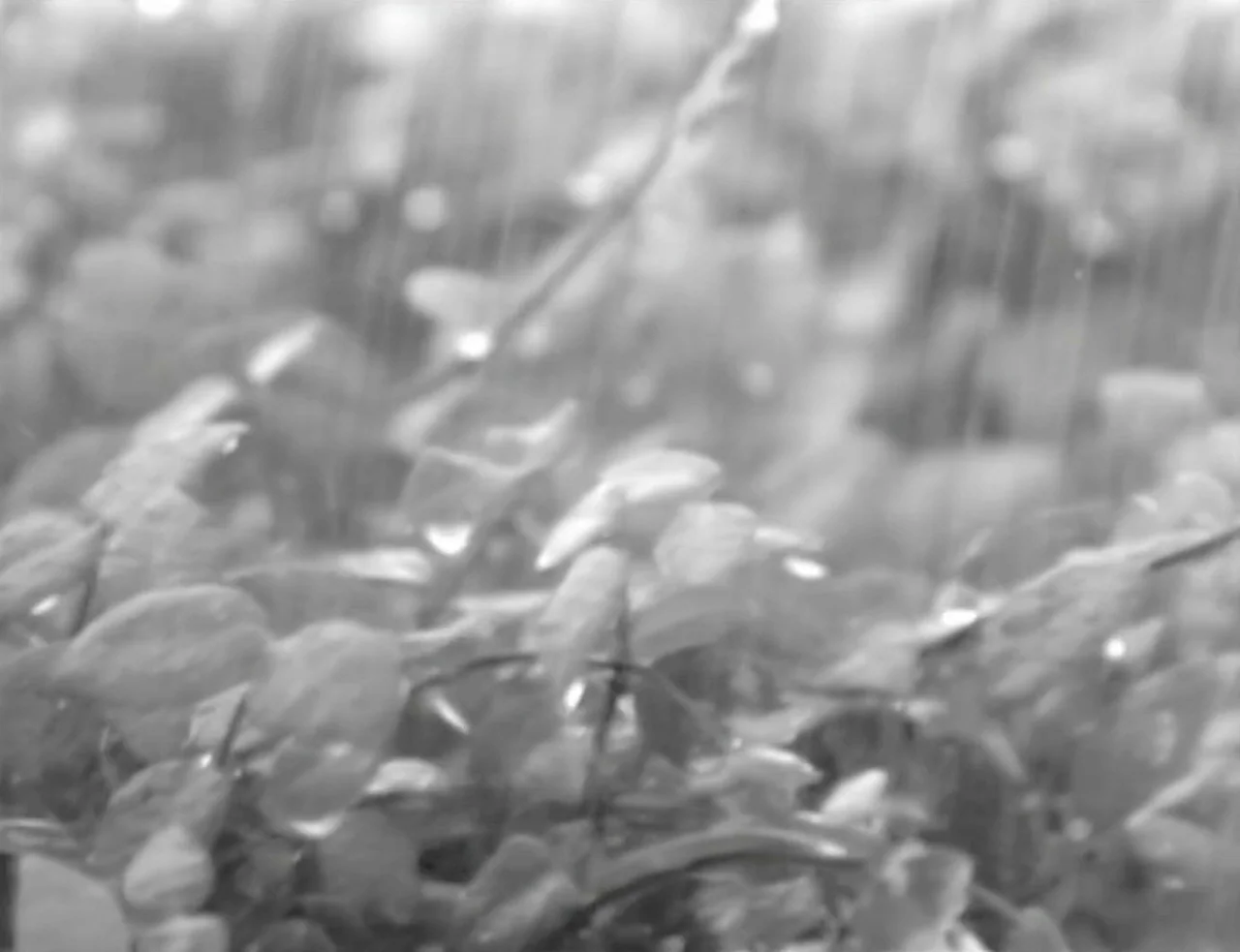 Computer Chess (2013) movie still: closeup — Dense clusters of leaves are saturated with heavy, vertical streaks of falling rain. Water beads are…