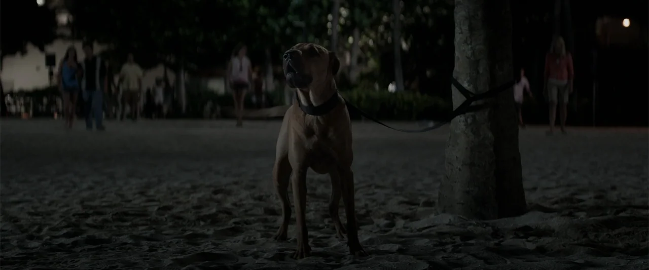 Godzilla (2014) movie still: fullbody — A dark, nighttime beach scene featuring a sandy area with dense trees in background. A medium-sized dog…