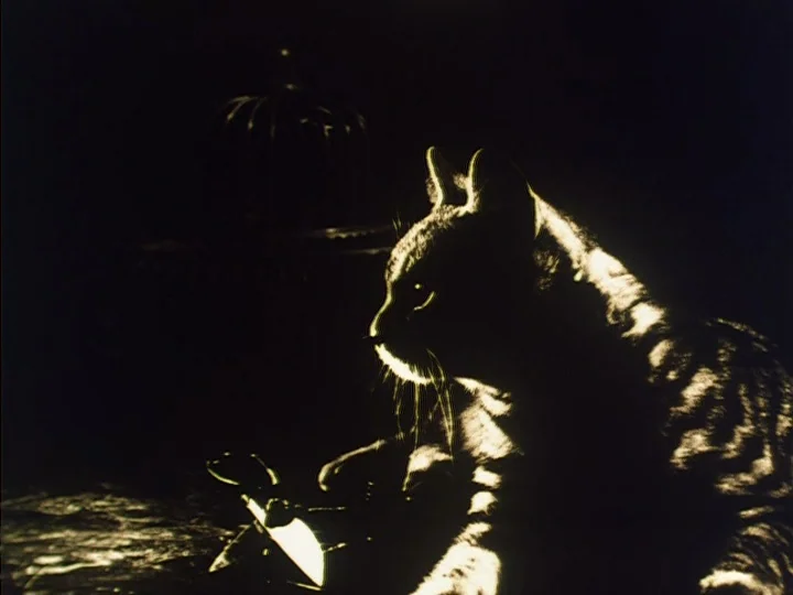 The Reading Machine (1977) movie still: closeup — A dark space features a cat sitting in profile with intense rim lighting. A pair of glasses rests…