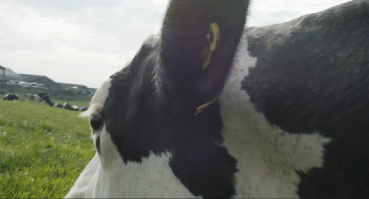 Cow (2022) movie still: closeup — A close view of a black and white cow in a green field. The animal occupies most of the frame with blurred grass…