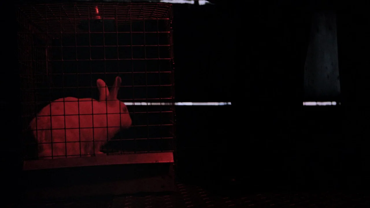Fatal Attraction (1987) movie still: medium — A white rabbit occupies a wire mesh cage in a dimly lit, dark space. The cage is highlighted by a…