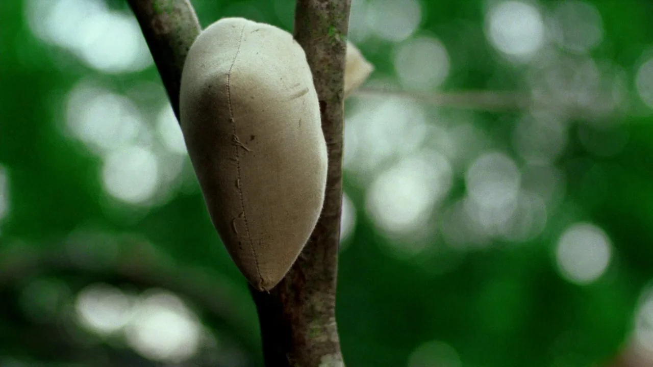 Sorcerer (1977) movie still: closeup — A handmade cloth object rests wedged between the forks of a young tree branch. The background is a blurred,…