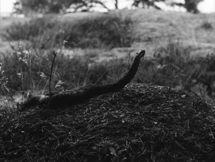 Thirst (1949) movie still: closeup — A dark, small creature remains rest on a mound of twigs and earth. Ants crawl over the surface of the remains…