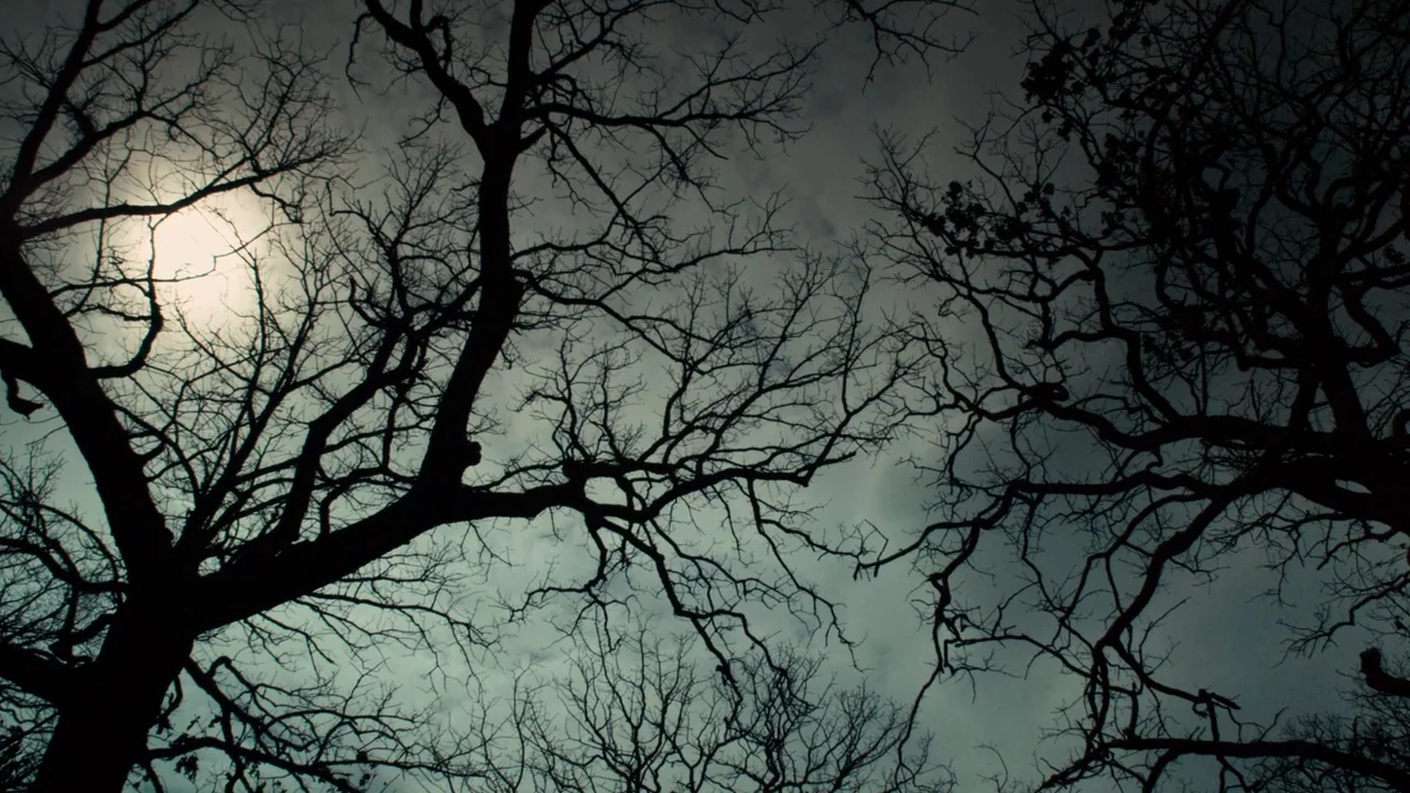 Winter’s Bone (2010) movie still: establishing — A dark, leafless forest canopy obscures a cloudy night sky. The moon glows brightly behind the…