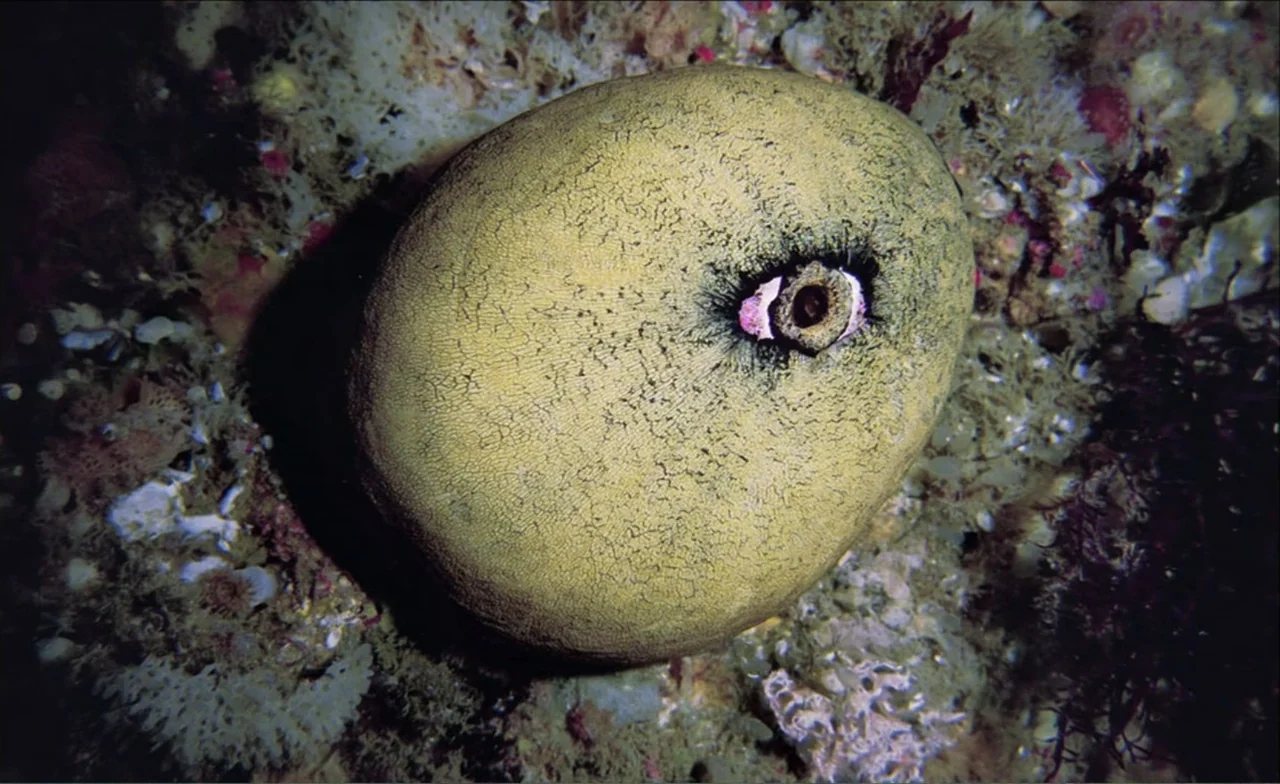 Dark Light: The Art of Blind Photographers (2009) movie still: closeup — A textured yellowish marine sponge rests on a craggy, coral-covered ocean…