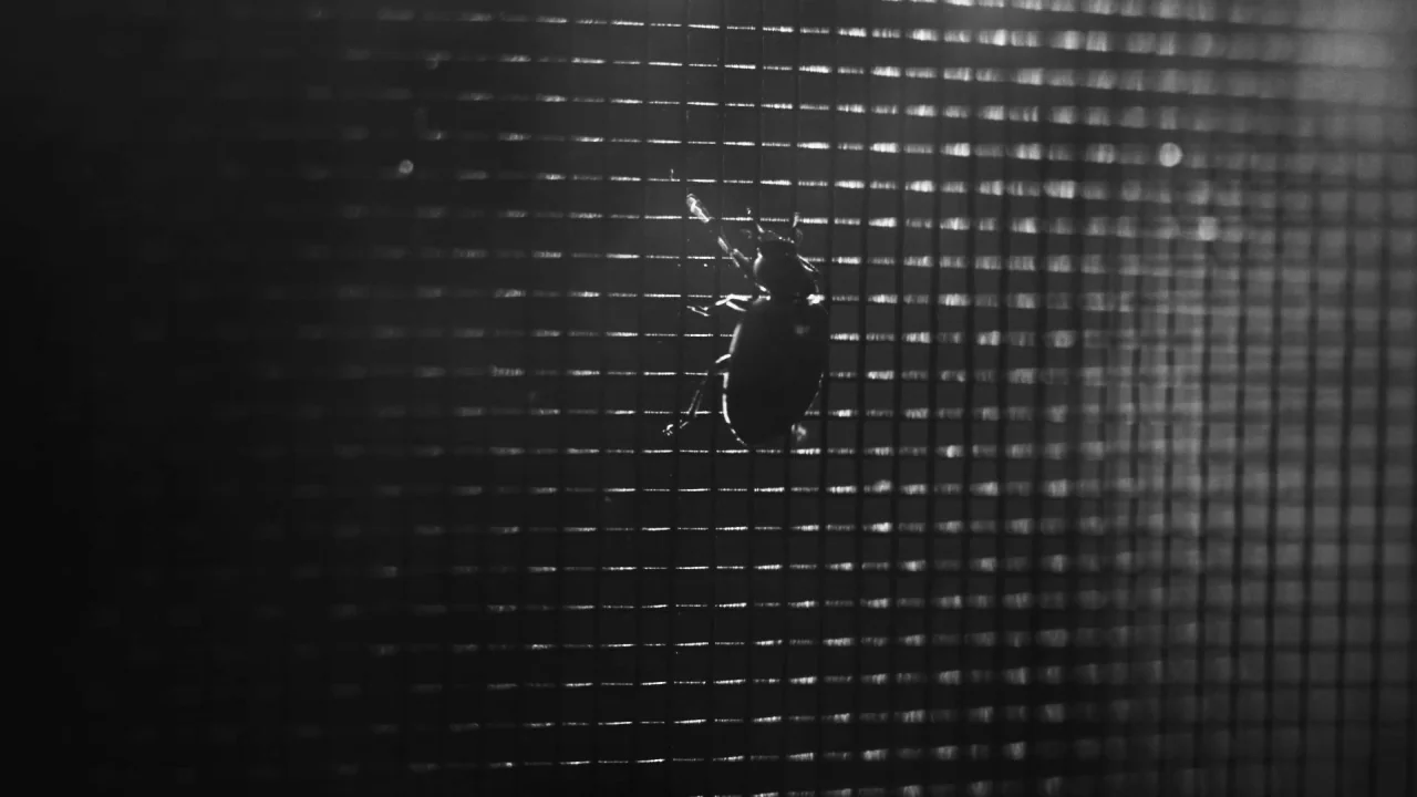 Collective: Unconscious (2016) movie still: closeup — A close-up shot of a dark beetle resting on a fine-mesh window screen. Backlighting from…