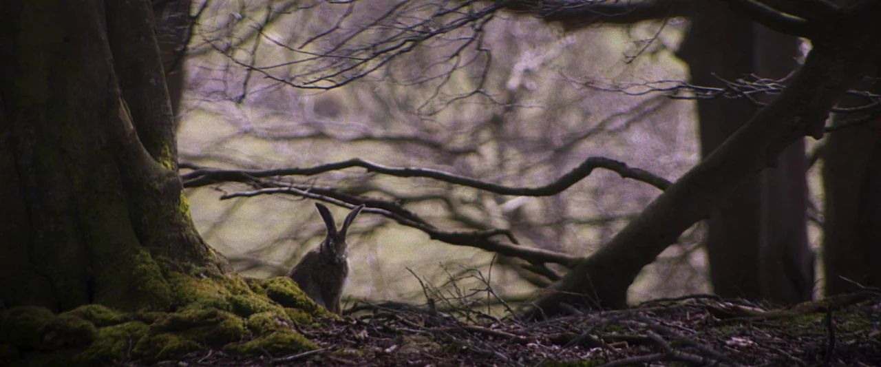 Starve Acre (2023) movie still: wide — A dense woodland with bare, tangled branches crisscrossing above a damp floor. A brown hare sits quietly…