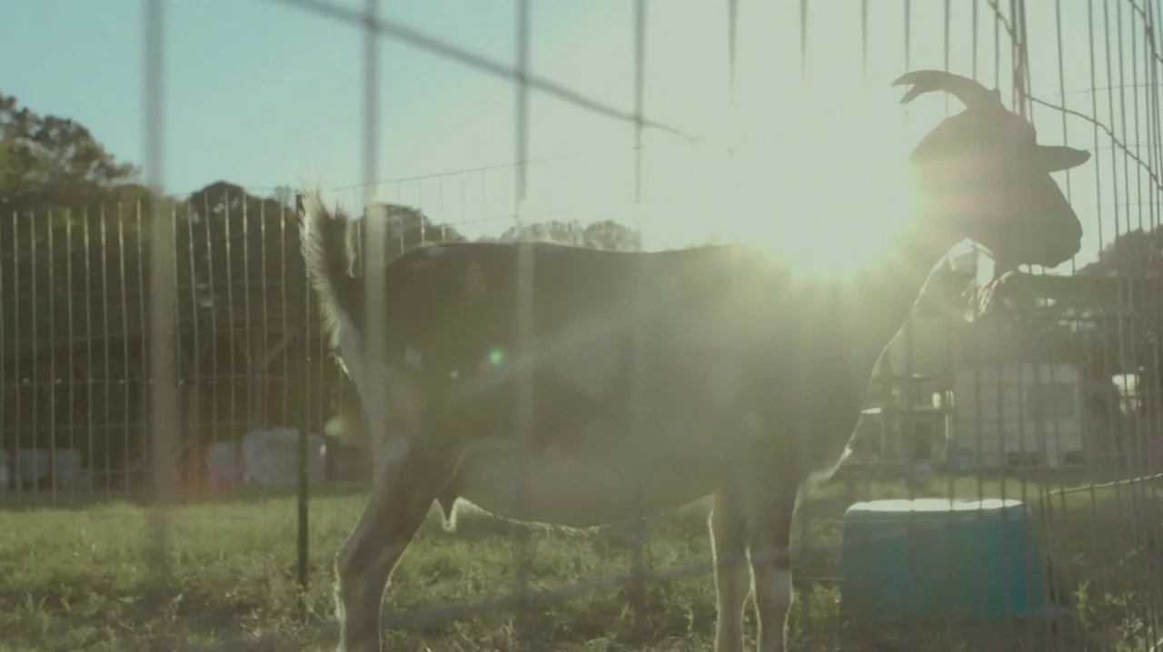 The Sacrament (2013) movie still: fullbody — A goat stands inside a wire mesh enclosure during the golden hour sunset. The animal faces right,…