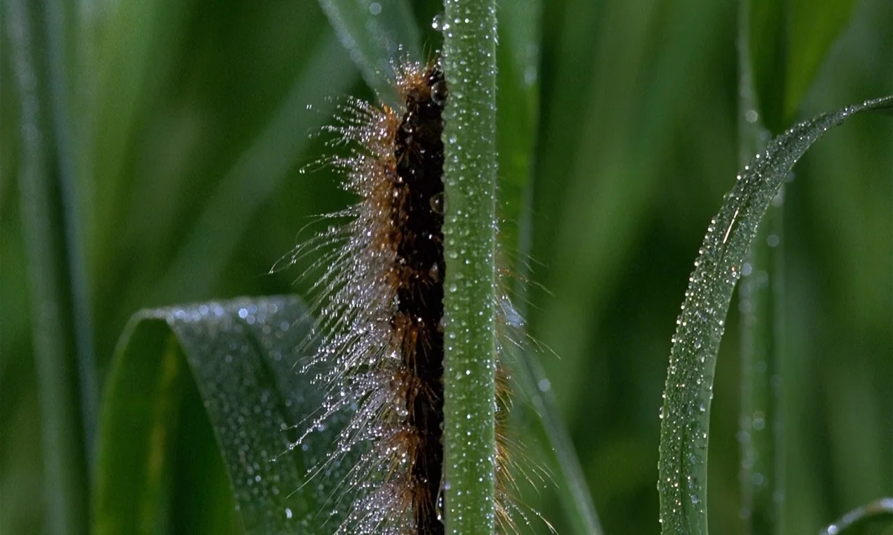 Microcosmos (1996) movie still: closeup — A fuzzy brown caterpillar clings to a wet blade of grass covered in dew. The background is a soft-focus…