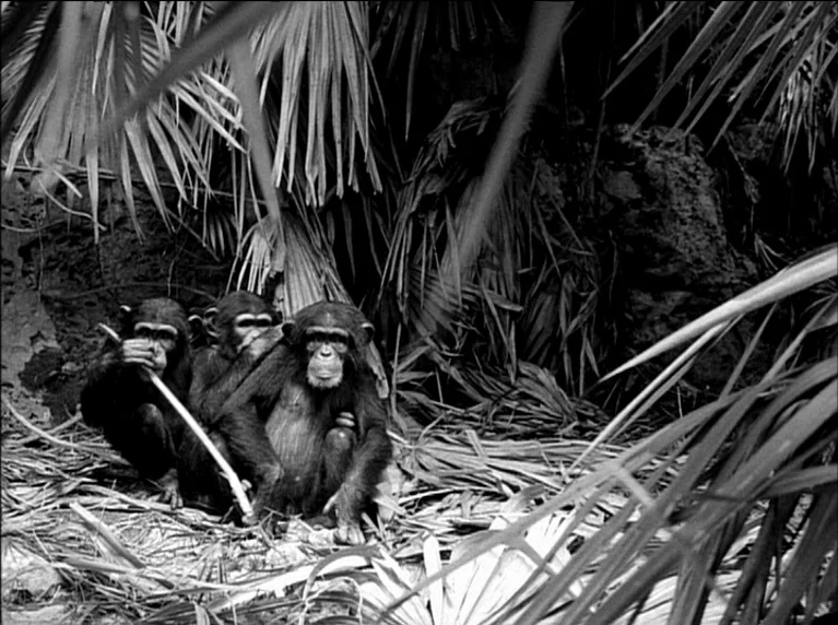 My 20th Century (1989) movie still: medium — A dense thicket of palm fronds and vegetation hides three chimpanzees. They sit closely together on the…