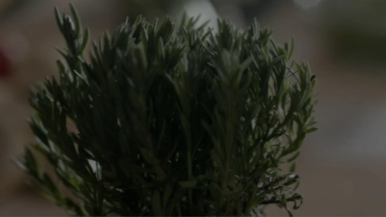 A Pinch of Portugal (2023) movie still: closeup — A small green plant with narrow leaves sits in an indoor space. The plant occupies the center of…