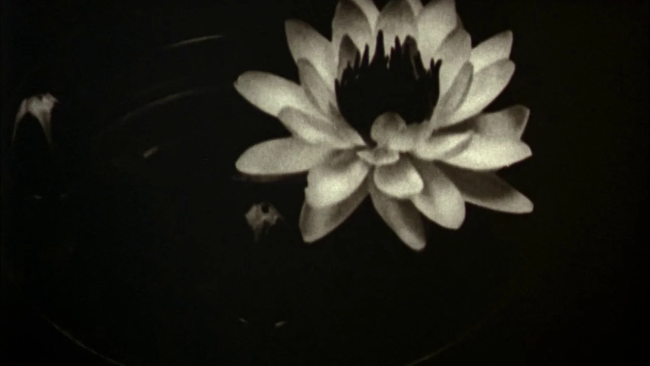 Poison movie still: closeup — A single white water lily floats on the surface of a dark pond. The petals are illuminated from above while the rest…
