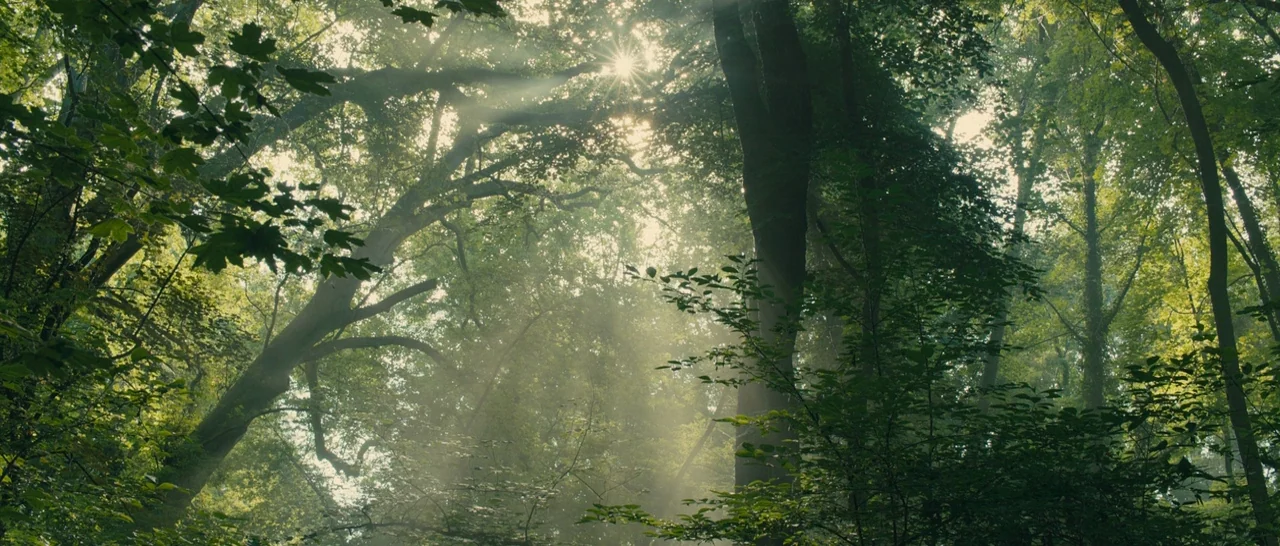 Blade Runner 2049 (2017) movie still: establishing — Dense woodland with heavy foliage and tall trees filling the frame from top to bottom. Sunlight…