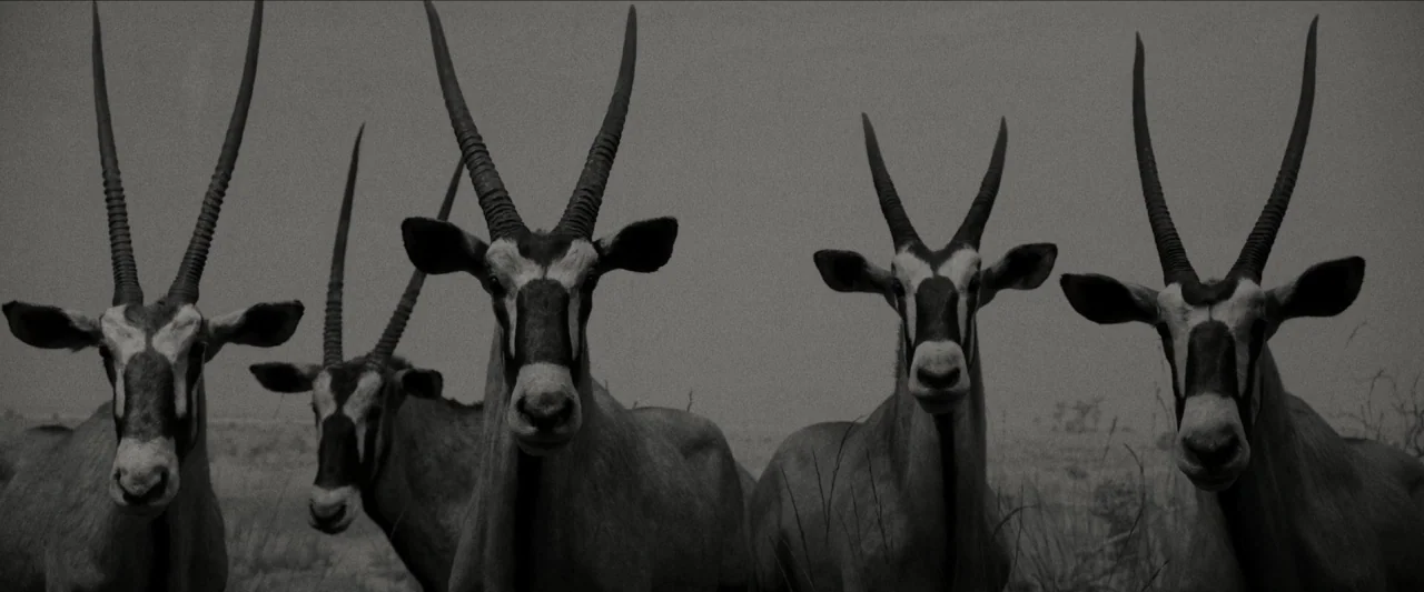Wonderstruck (2017) movie still: medium — A group of four oryx stand in a dry, open grassy field under overcast sky. The animals look directly…