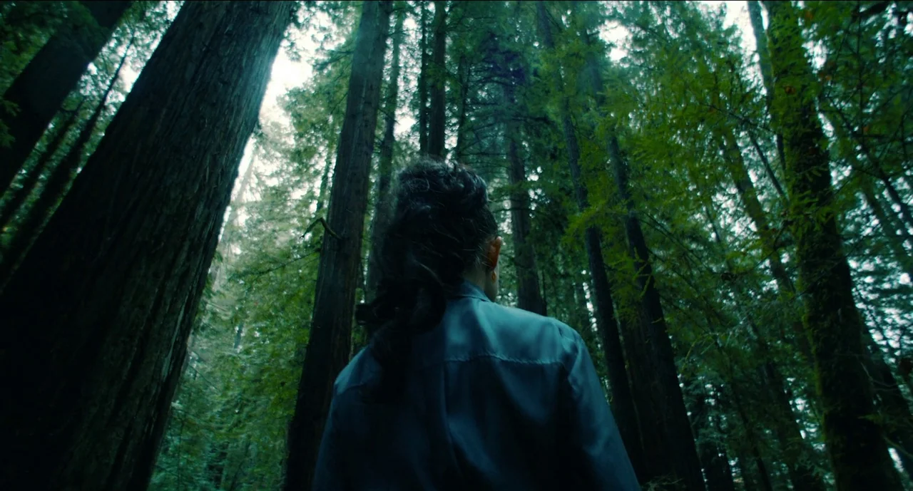Trim Season (2023) movie still: medium — A dense grove of towering redwood trees reaches high towards a pale sky. A person stands in the foreground…