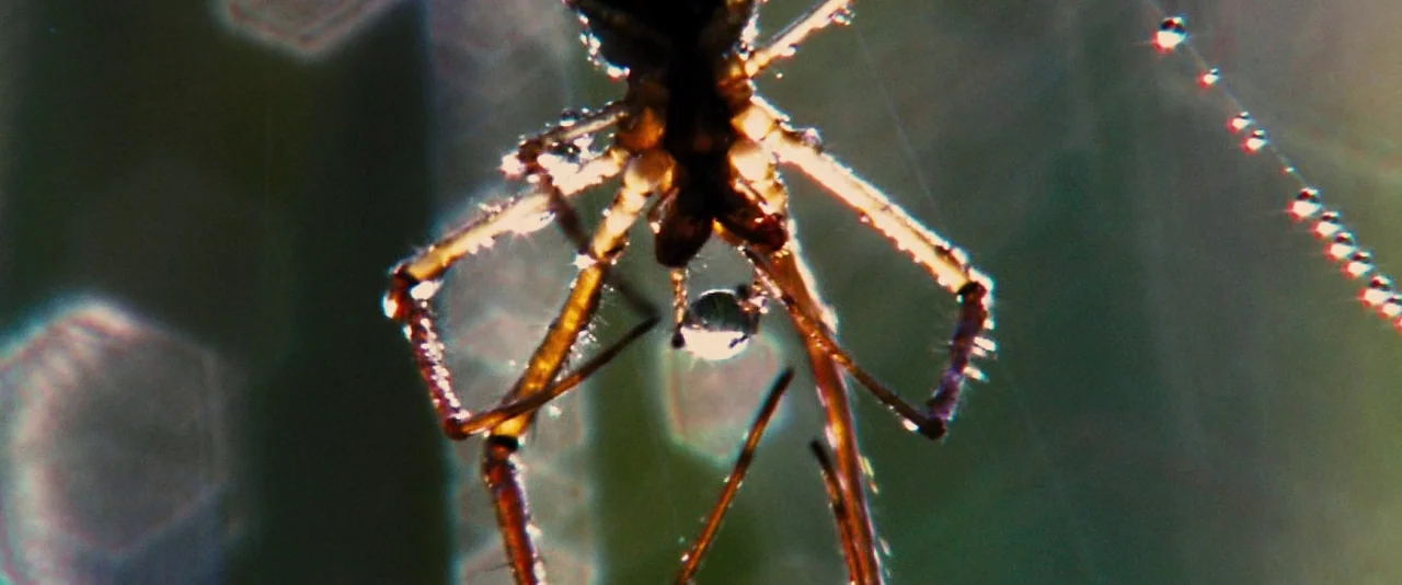 The Twilight Saga: Breaking Dawn – Part 2 (2012) movie still: closeup — A close-up view shows a spider suspended on a web covered in morning dew.…