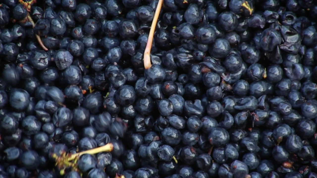 Somm: Into the Bottle (2015) movie still: closeup — A pile of harvested dark purple grapes fills the frame. The skins are wet and reflect soft…