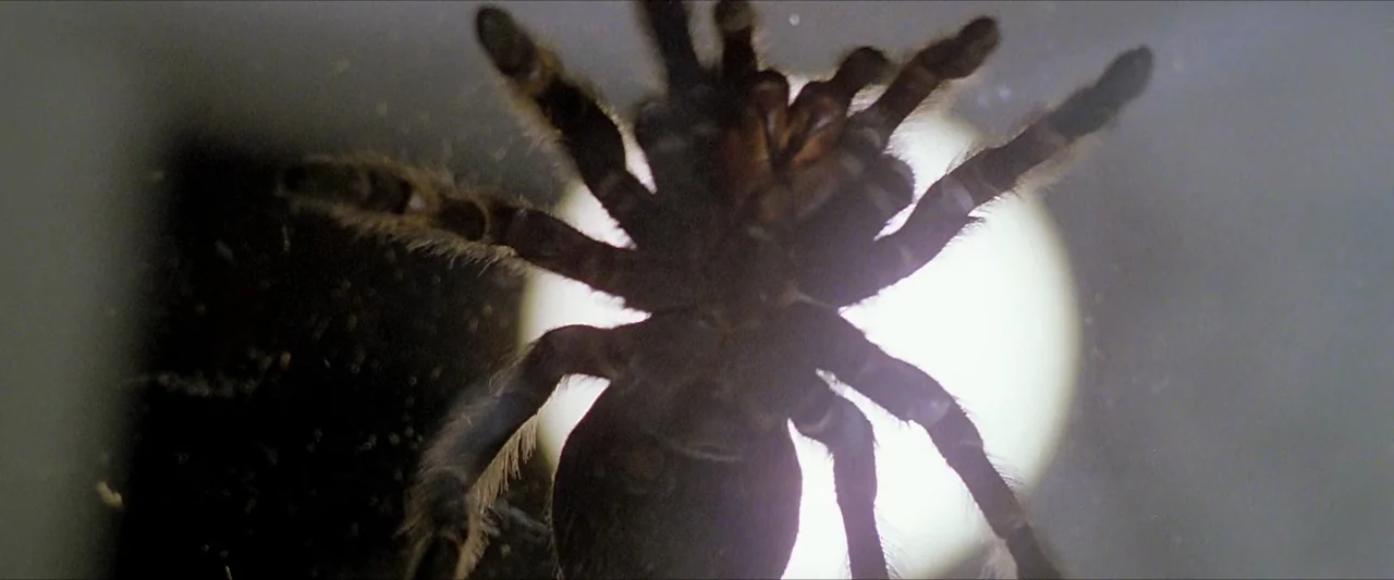The Beyond (1981) movie still: closeup — A dark, fuzzy tarantula sits against a bright circular light source in a glass enclosure. The spider is…