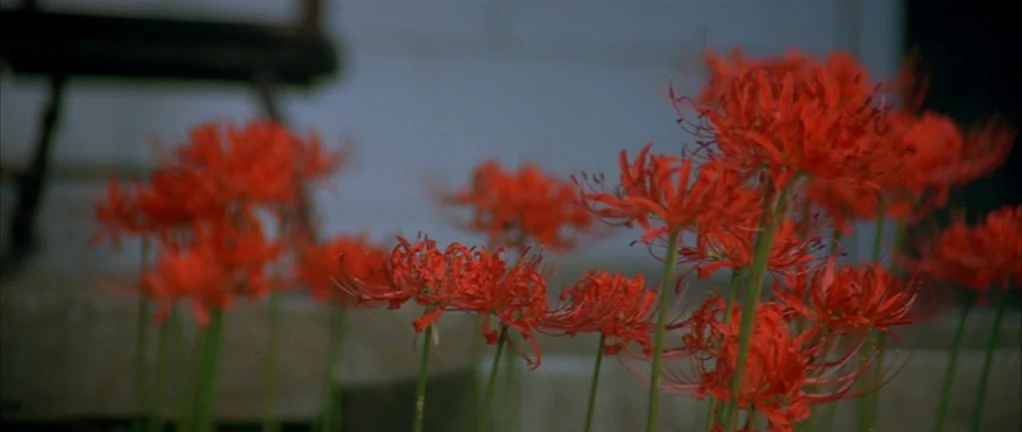 Shotgun Stories (2007) movie still: closeup — A dense patch of red spider lilies grows in front of a concrete structure. The bright red flowers are…