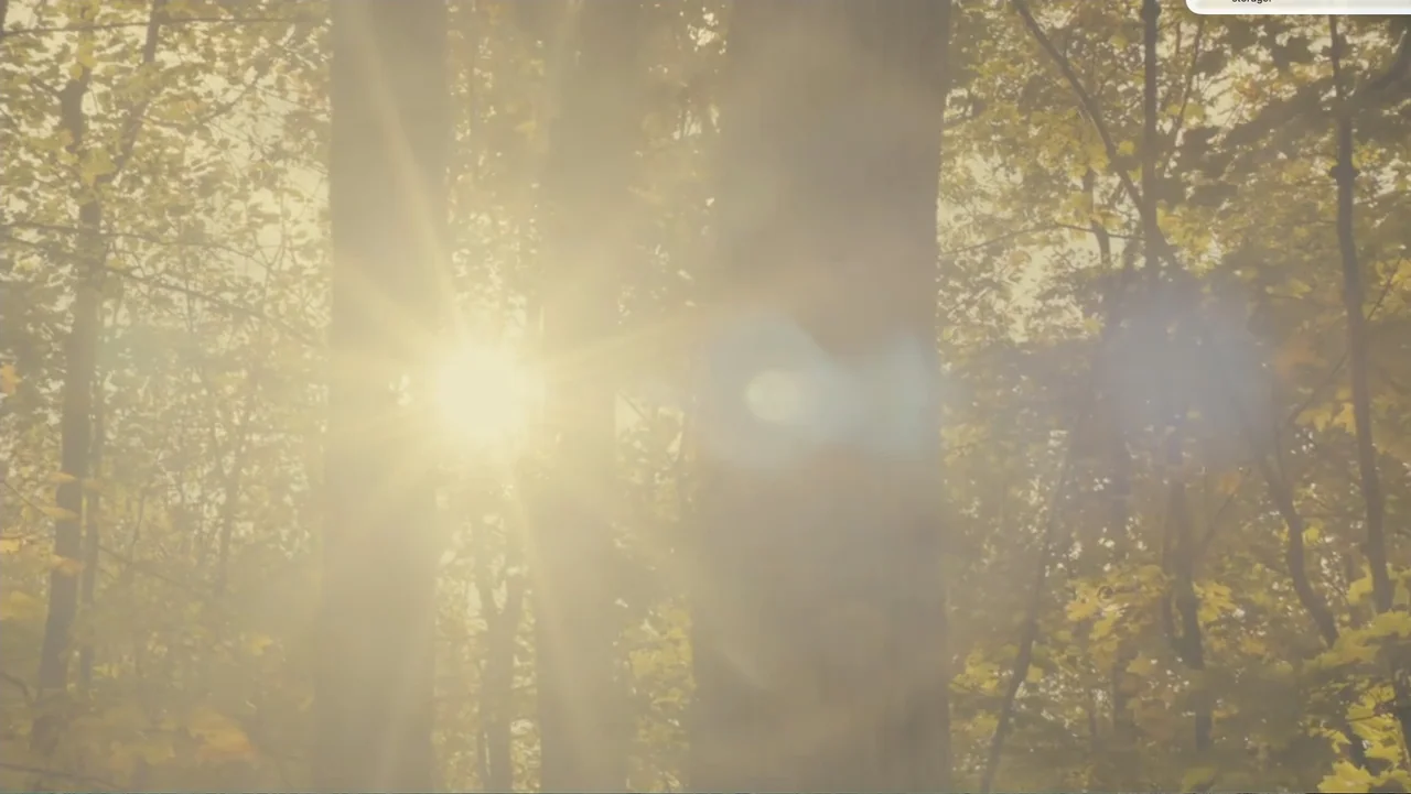 National Parks Adventure (2016) movie still: establishing — A dense forest filled with mature trees is illuminated by intense golden backlighting.…