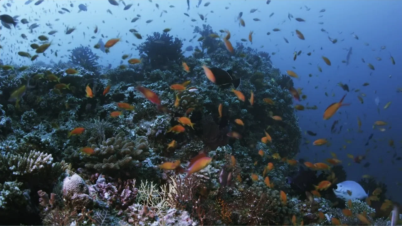 A Wild Window: Coral Kingdoms (2016) movie still: wide — A diverse coral reef structure sits submerged in deep blue ocean water. Hundreds of small…