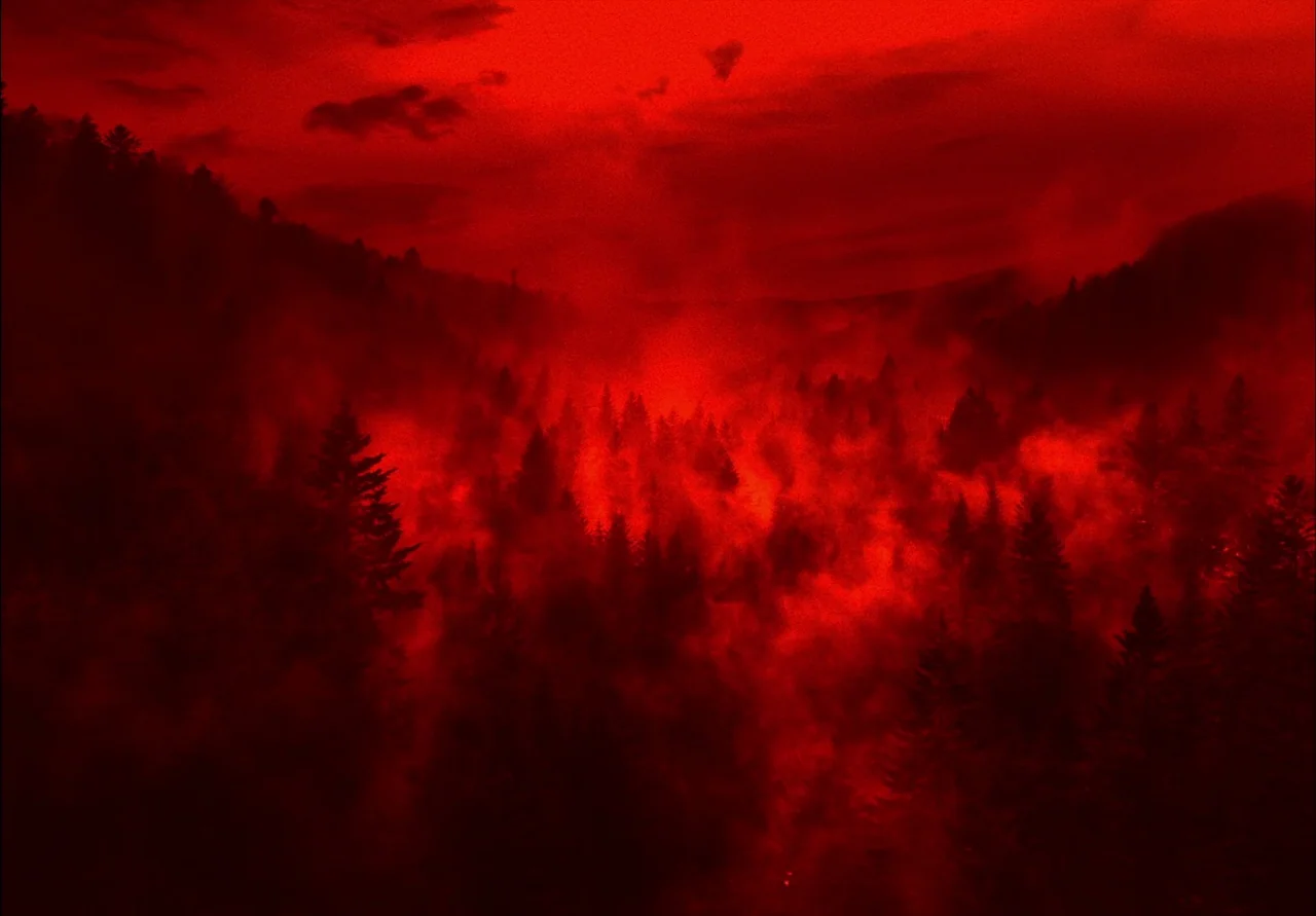EO (2022) movie still: establishing — A dense coniferous forest is blanketed by heavy fog under a dark night sky. The entire landscape is…