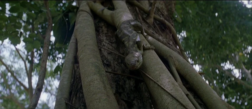 The Thin Red Line movie still: medium — A textured tree trunk with vertical vines stands in a dense woodland area. A lizard rests on the bark of the…