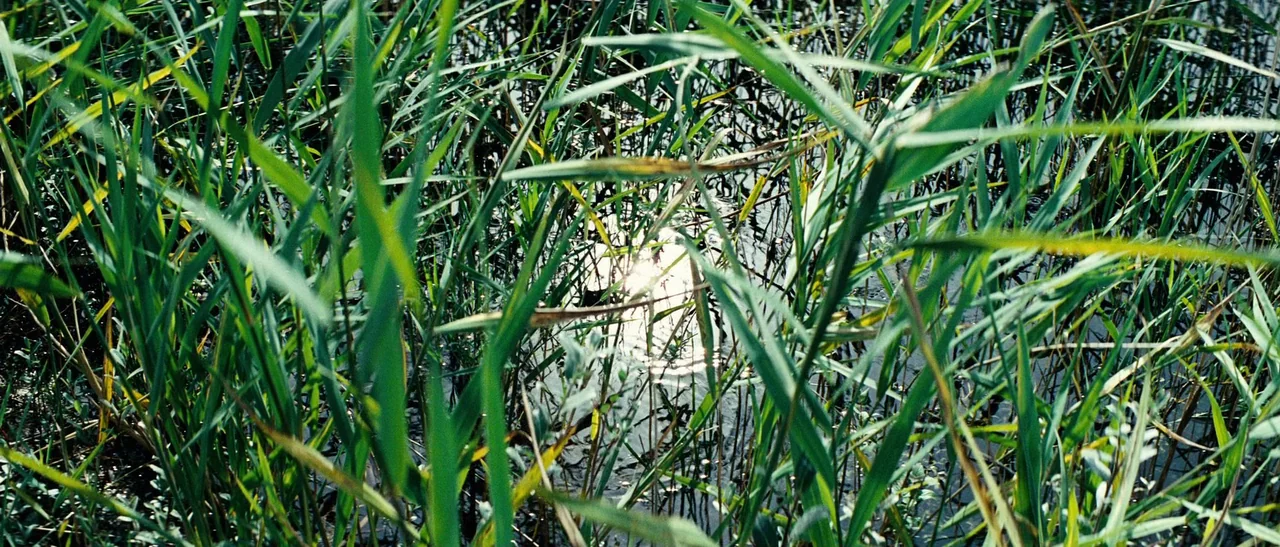 Outside Satan (2011) movie still: establishing — Dense clusters of green reeds and tall marsh grasses grow out of shallow water. Sunlight glints…