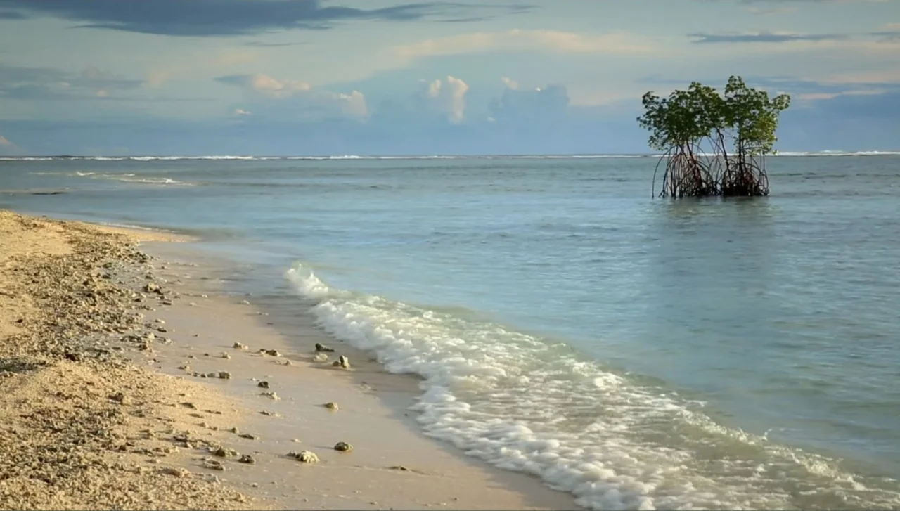 Islands of Creation (2015) movie still: establishing — A quiet coastal beach with a sandy shore leads to clear turquoise ocean water. Small mangrove…