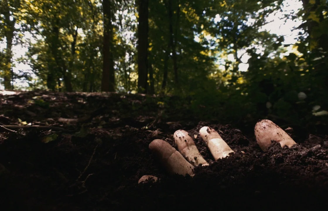 Unsane (2018) movie still: closeup — The soil of a dense woodland floor contains the tips of pale human fingers. Four fingers protrude from the dark…