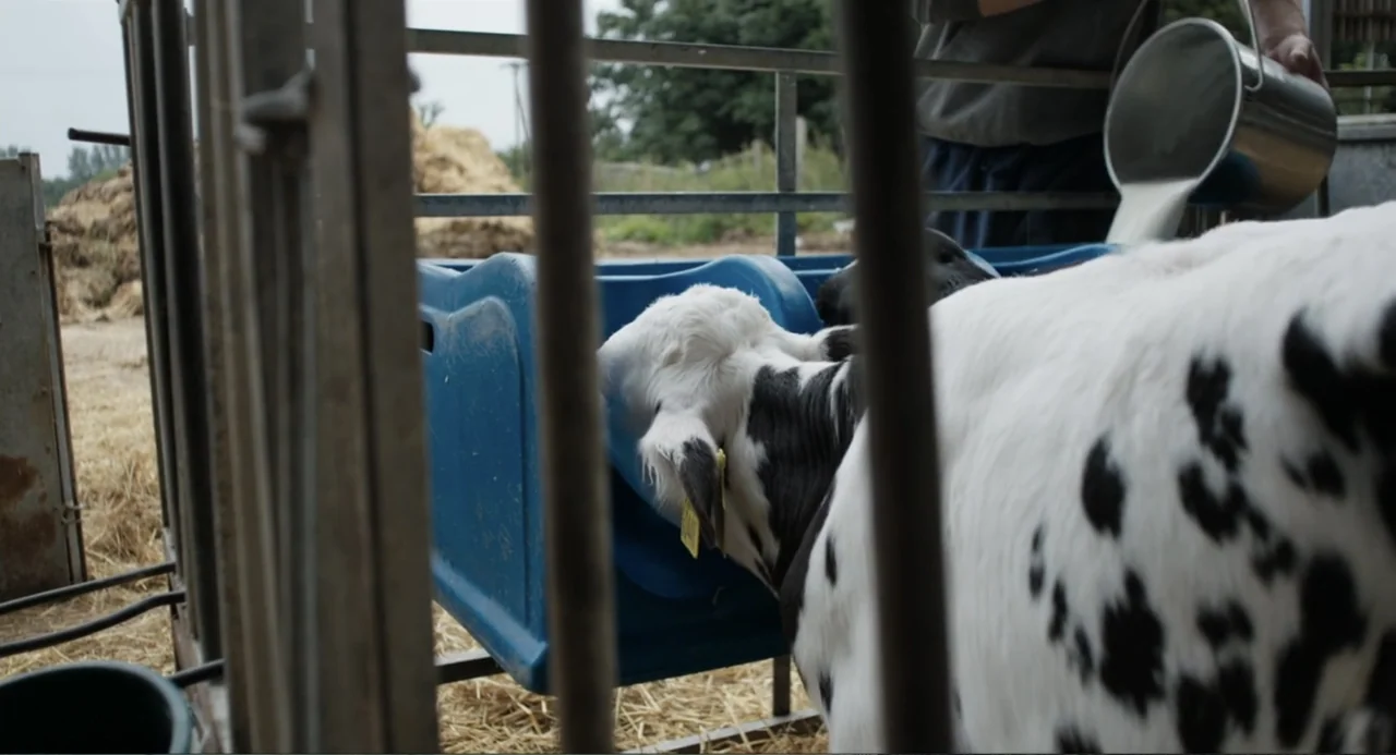 Cow (2022) movie still: medium — A farm pen contains a white and black spotted calf at a blue trough. A person pours white liquid from a steel…