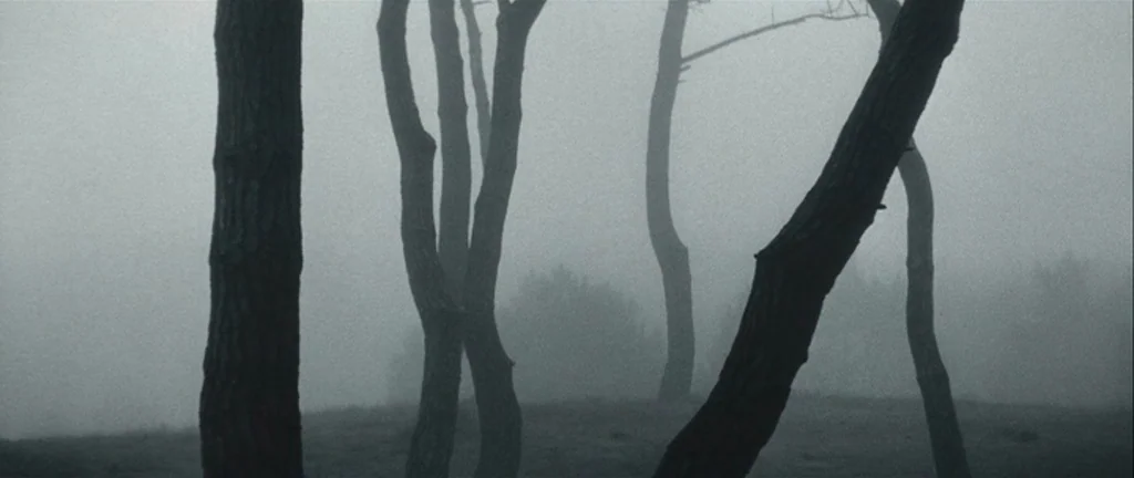 Les Créatures (1966) movie still: establishing — A dense grove of thin trees stands in a thick, pervasive morning fog. The ground is partially…