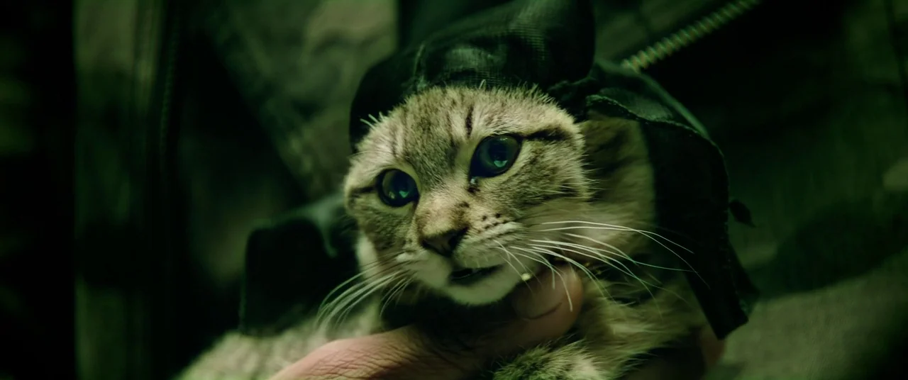 Keanu (2016) movie still: closeup — A close-up of a small tabby cat wearing a dark fabric hood. A person's hand holds the cat gently under its chin…