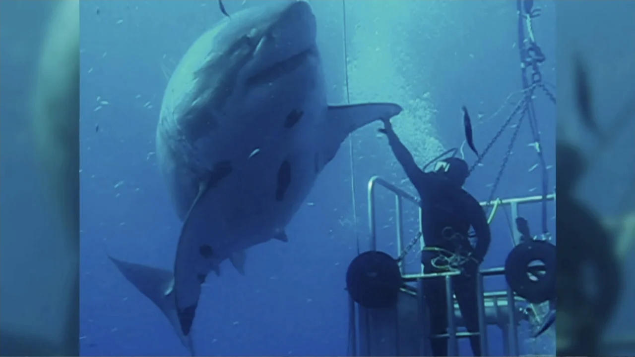 Shark Week: Off the Hook (2023) movie still: medium — A scuba diver in a metal cage interacts with a large shark underwater. The shark swims near…