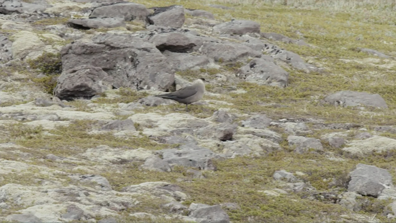 Iceland, the newborn island (2018) movie still: medium — A desolate rocky tundra covered in patches of lichen under overcast skies. A single small…