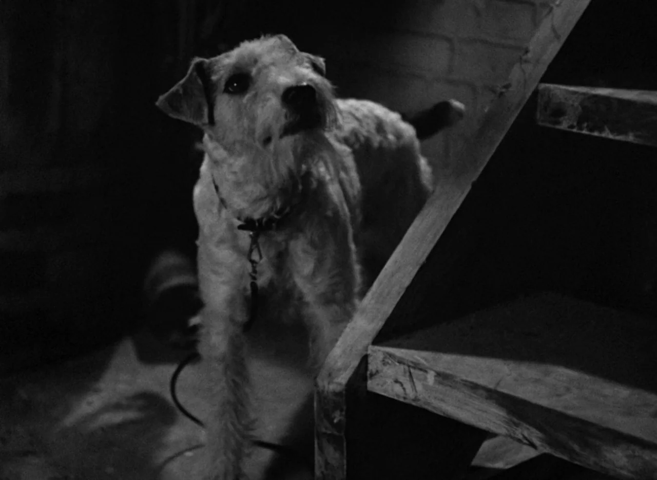 The Thin Man (1934) movie still: medium — A terrier stands in a dark basement beside a set of wooden stairs. The dog faces upward and toward the…