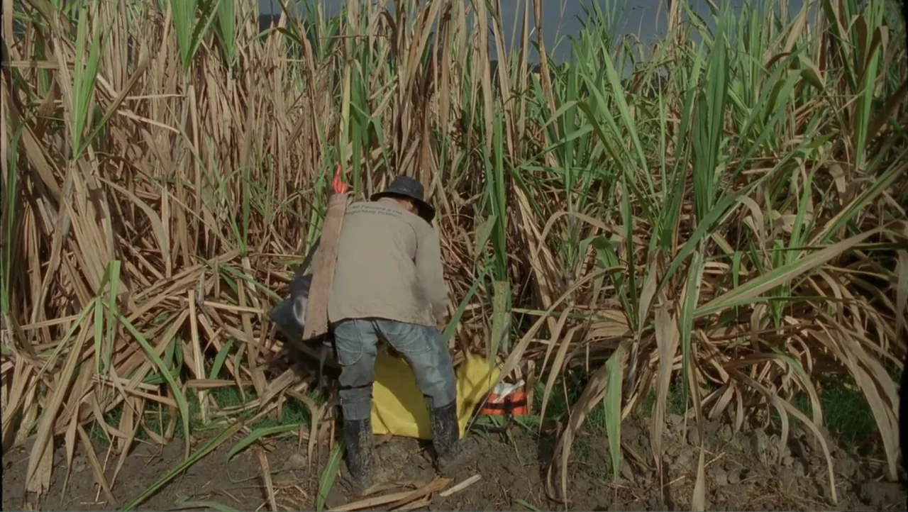 Cut (2000) movie still: fullbody — A field of tall, dry sugarcane stalks stretches across the entire frame. A person in work clothes bends over…