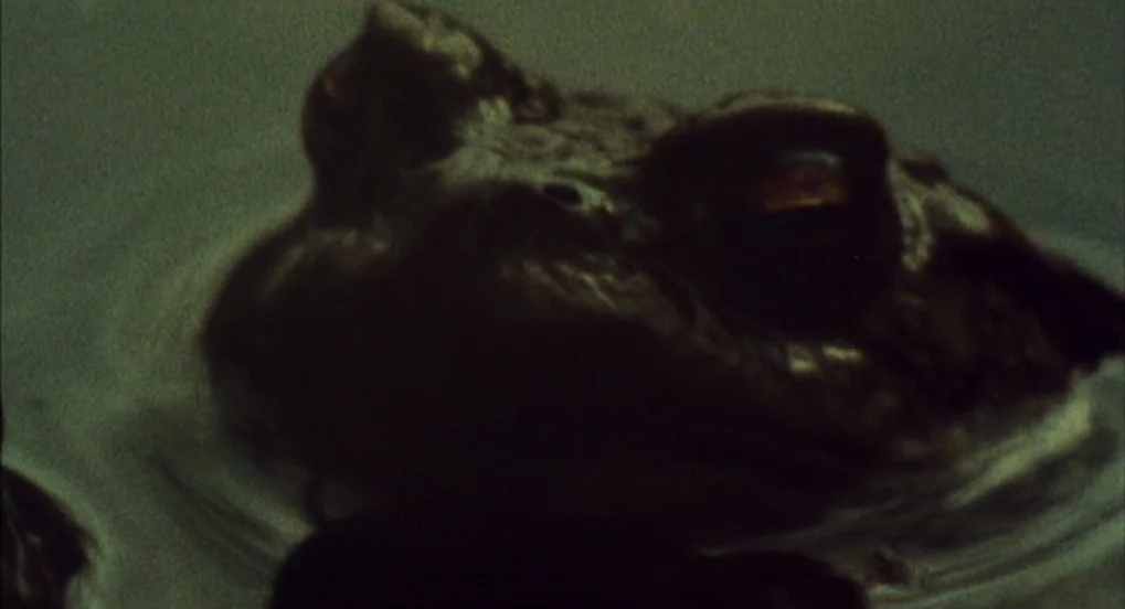 Jabberwocky (1977) movie still: closeup — A dark, murky body of water contains the head of a toad. The animal remains still with its eyes slightly…