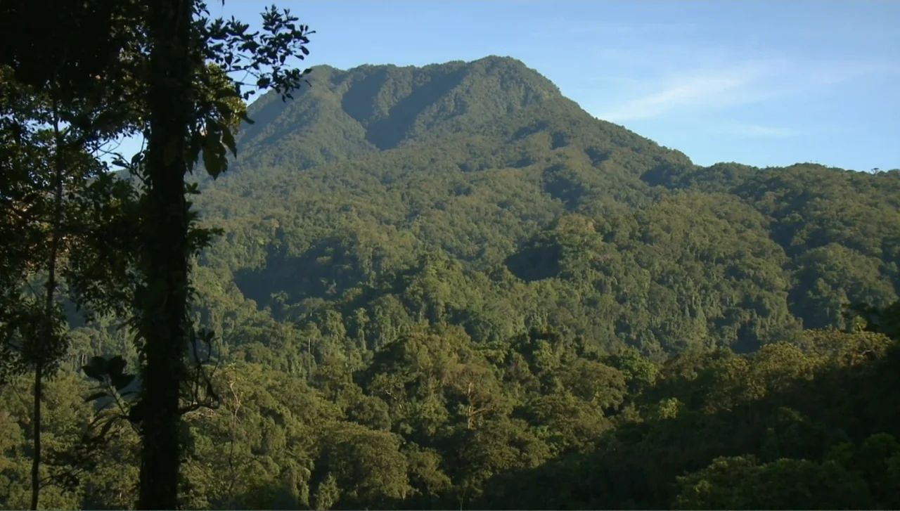 Islands of Creation (2015) movie still: establishing — A dense mountain slope covered in lush green tropical rainforest under a clear sky. A tall…