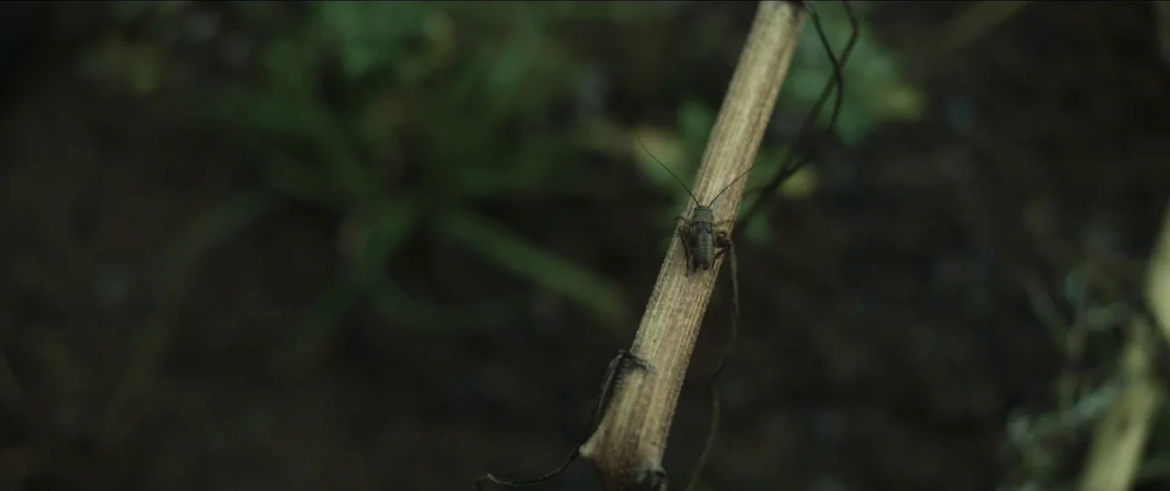Border movie still: closeup — A small brown insect sits on the stem of a withered plant stalk. The background consists of out-of-focus green foliage…