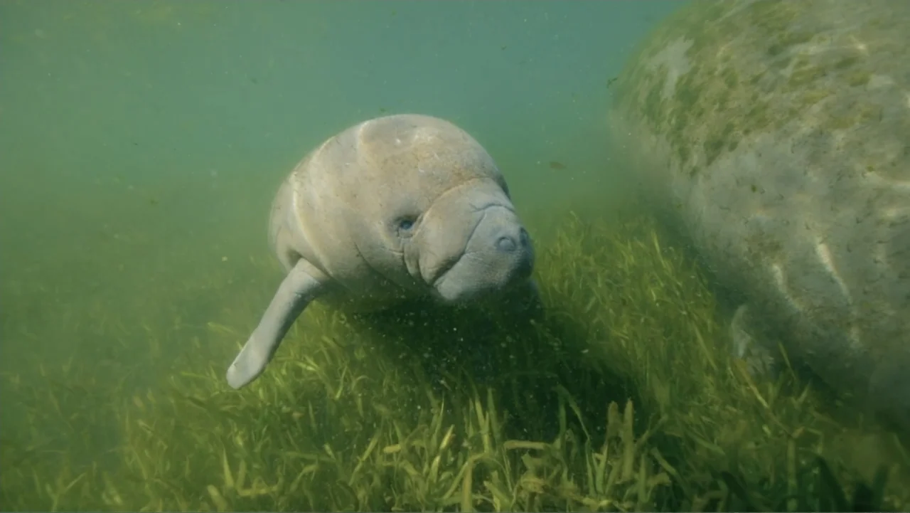 Fantastic Beasts: A Natural History (2022) movie still: medium — An underwater seagrass meadow is filled with murky green water and floating…