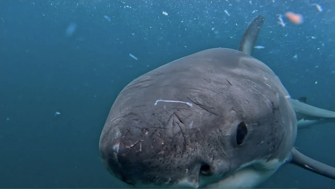 Air Jaws: Final Frontier (2023) movie still: closeup — A great white shark swims through deep blue water filled with small suspended particles. The…