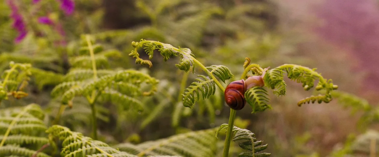 Far from the Madding Crowd (2015) movie still: closeup — A cluster of green fern fronds grows in a dense woodland area. A single snail moves along…