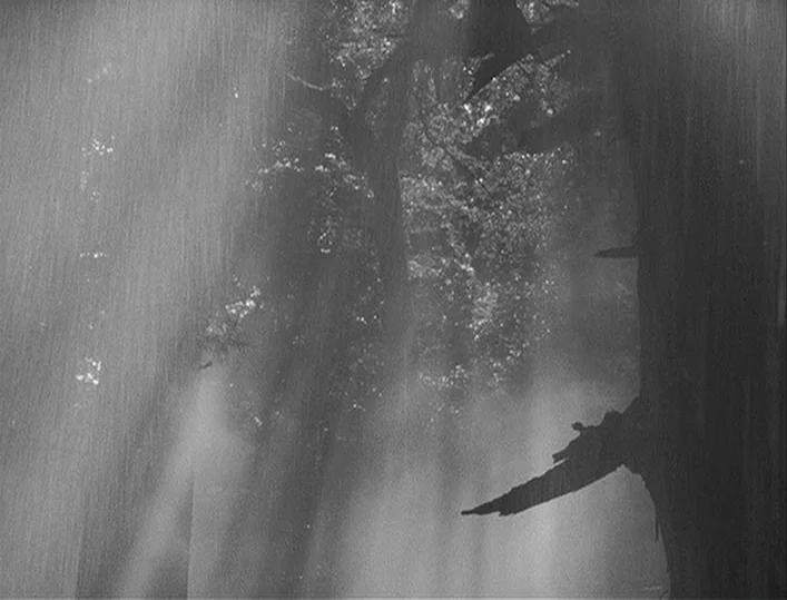 Throne of Blood (1957) movie still: establishing — A dense grove of mature trees is shrouded in heavy mist and vertical rain. Light streams through…