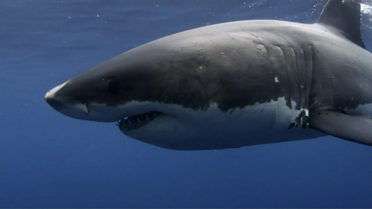Zombie Sharks (2014) movie still: medium — A large great white shark glides through clear deep blue ocean water. The shark moves slowly with its…