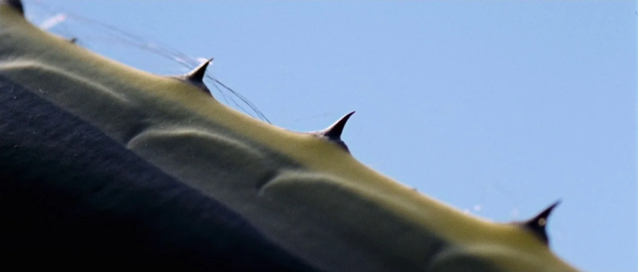 Amer (2009) movie still: closeup — A close-up shot of the serrated edge of a thick succulent plant leaf. Sharp dark thorns protrude from the fleshy…